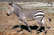 Mountain Zebra